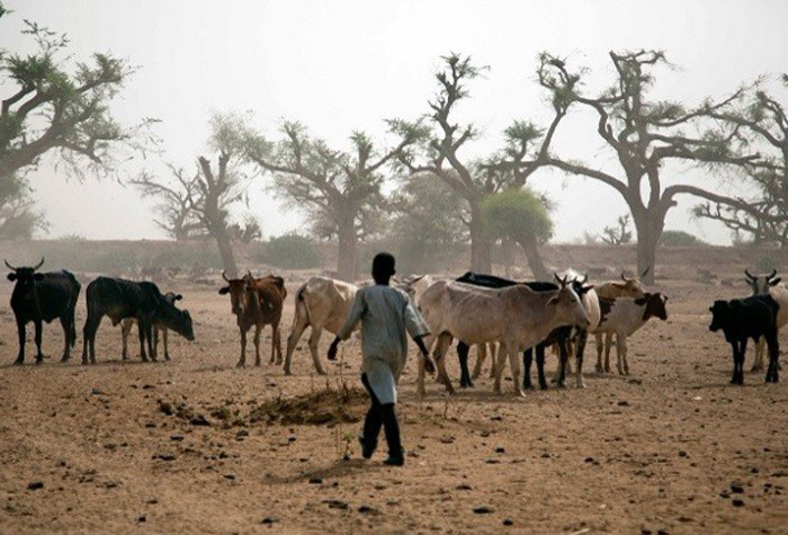 بسبب سرقة أغنام .. 55 قتيلا وجريحا في السودان