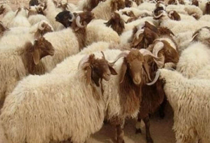 الزراعة تطرح أضاحي العيد بأسعار مخفضة بمزارع الوزارة