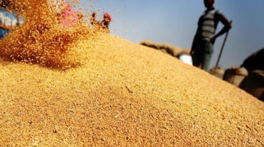 وزير التموين: احتياطي مصر من القمح يكفي 4.6 شهر