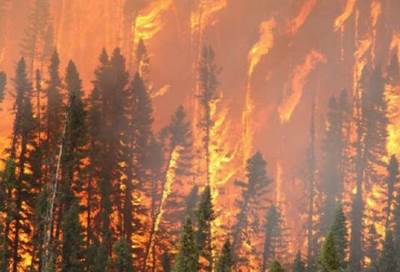 أكبر مأساة تشهدها البرتغال منذ سنوات .. حرائق غابات تودي بحياة 62 شخصا