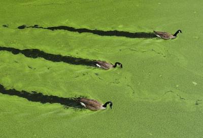 علماء يستخرجون "الديزل" من الطحالب لتشغيل المركبات