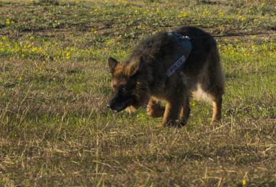 إحتفالية بقاعدة إنجرليك التركية .. والسبب "كلب"