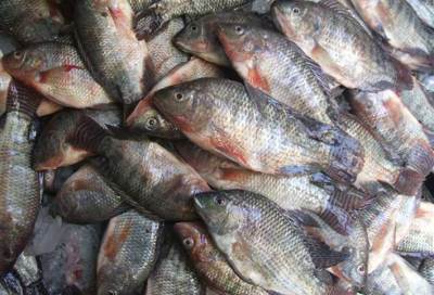 بالفيديو .. "الزراعة" تكشف حقيقة انتشار فيروس بلطي البحيرات في مصر