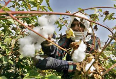 الوفد يعد ورقة بحثية حول القطن المصري
