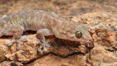 البرص المصري يغزو إسرائيل